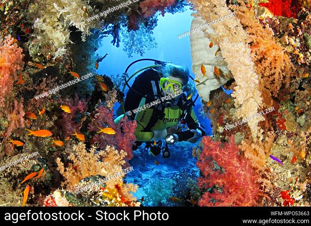 Coral Reef and Scuba Diver, Dendronephthya sp., Red Sea, Egypt