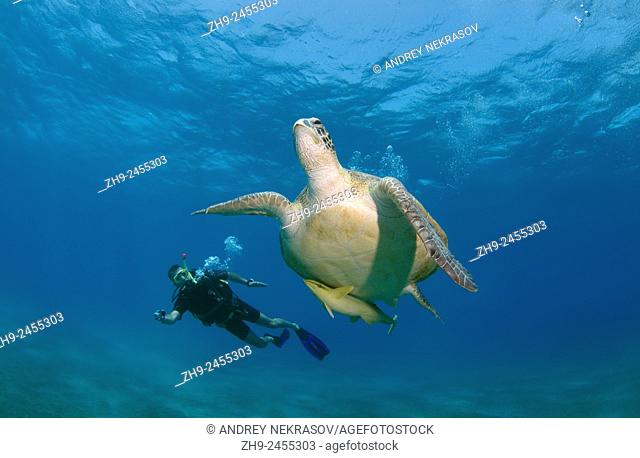diver shooting at GoPro green sea turtle (Chelonia mydas) Red sea, Marsa Alam, Abu Dabab, Egypt.