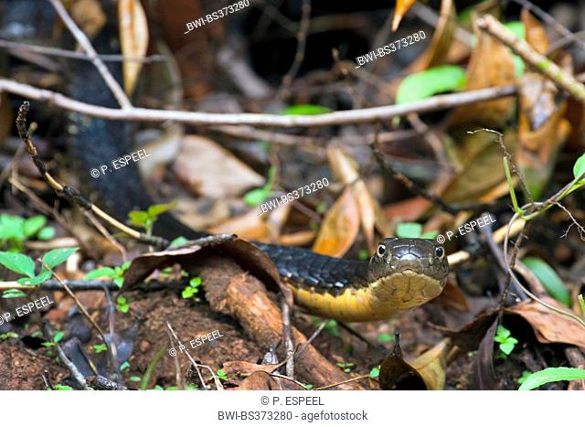 king cobra, hamadryad (Ophiophagus hannah), portrait on forest floor, Thailand, Khao Yai National Park