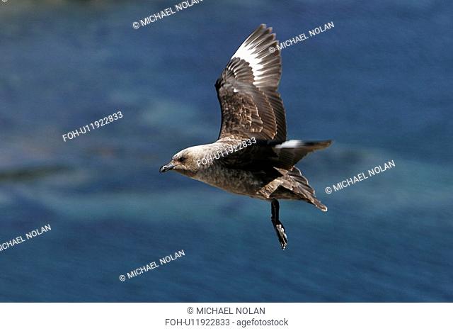 Adult Skua Catharacta spp in flight off Petermann Island near the Antarctic Peninsula