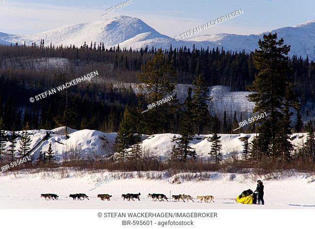 Musher with his team at the Yukon Quest dog sled race, Takhini River, Yukon Territory, Canada