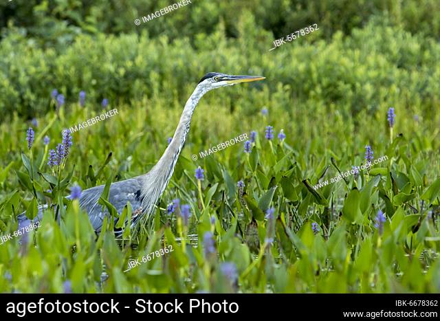 Great blue heron standing and watching in a patch of pickerelweed (Pontederia cordata) plants. Ardea herodias and