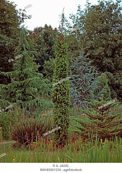 Syrian juniper (Juniperus drupacea, Arceuthos drupacea), columnar form