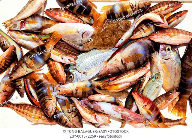 catch of fish in Mediterranean bream squid roack fishes