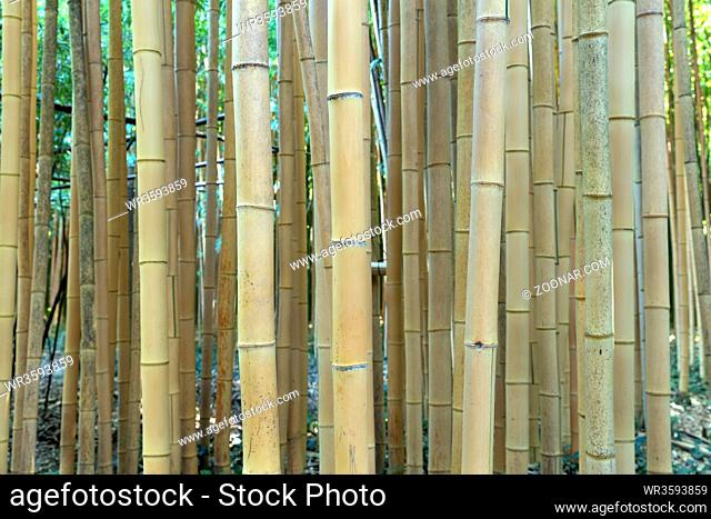 Frischer brauner Bambus