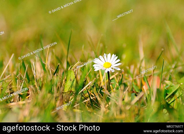 Daisy flower blooming in field, Franconia, Bavaria, Germany