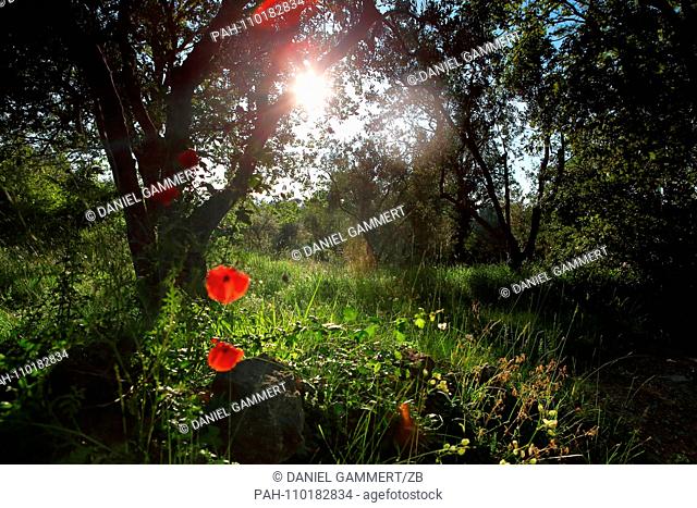 06/29/2018, Italy, Radicofani: View into an olive grove with poppy. Location is a street at the cemetery just before the entrance of Montepulciano
