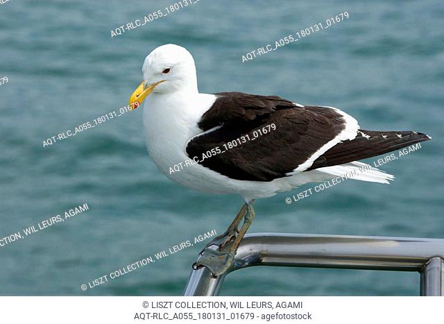 Kelp Gull on the handrail of ship, Kelp Gull, Larus dominicanus