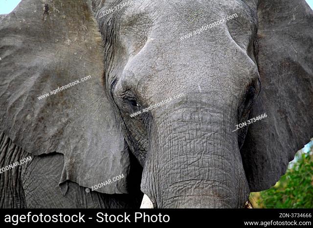 Elefant im Chobe Nationalpark, Botswana; Loxodonta africana; elephant at Chobe National Park, Botsuana