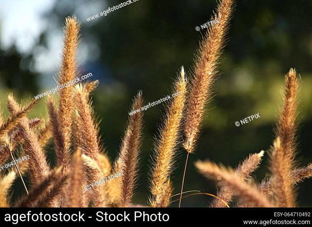 Purple ornamental grasses highlighted by the light of the golden hour against a green grasses as background