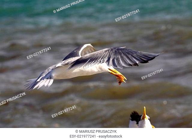 Sea Gull in Australia
