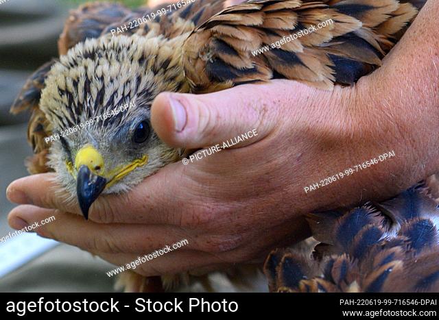 15 June 2022, Saxony-Anhalt, Kroppenstedt: Martin Kolbe, biologist and manager at the Heineanum Red Kite Center, places a 30-day-old red kite on a blanket in a...
