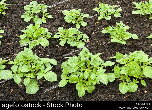 Young Pentland Javelin first early potato plants growing in a no-dig style vegetable garden in spring