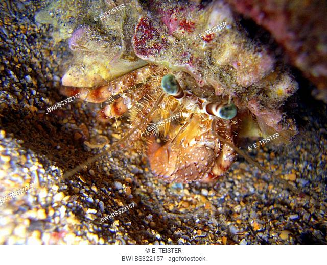 parasit anemone hermit crab (Dardanus pedunculatus), at a sandy sea bottom, Egypt, Red Sea