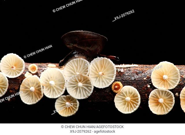 Mushroom, Fungi, on tree trunk, borneo