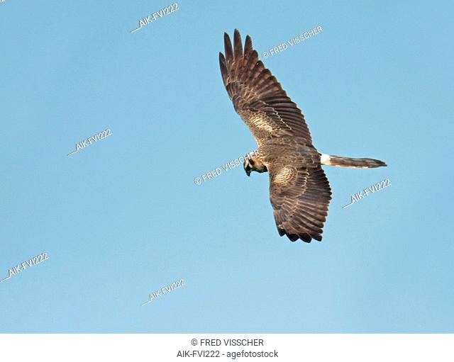Montagu's Harrier (Circus pygargus), second calender year female in flight, seen from the side, showing upperwings