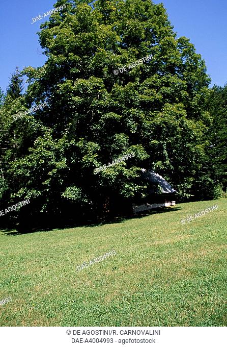Sycamore maple (Acer pseudoplatanus) in Prati Oman, Fusine Lakes, Natural monument, Val Canale, Forest of Tarvisio, Friuli-Venezia Giulia, Italy