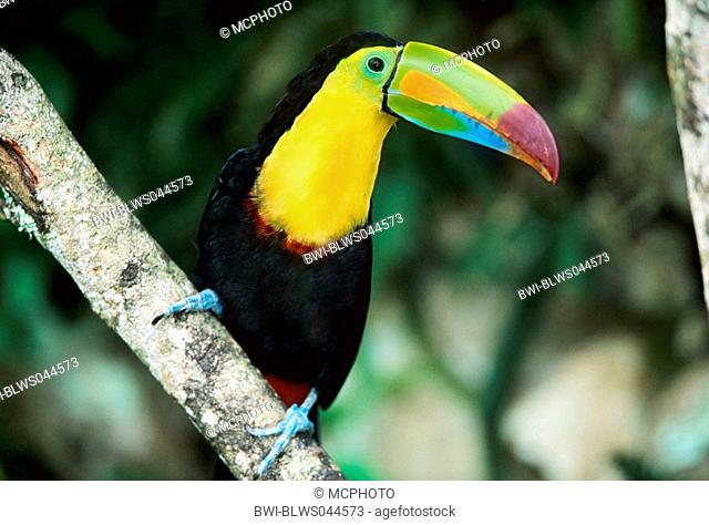 keel-billed toucan, rainbow pepperbird Ramphastos sulfuratus, sitting on a tree, Costa Rica