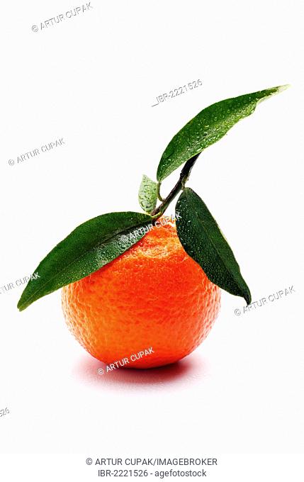 Bitter Orange (Citrus × aurantium)