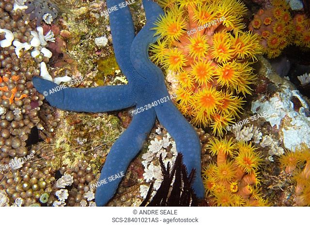 Blue sea star, Linckia laevigata, and orange cup coral, Tubastrea faulkneri, night, West Escarceo, Puerto Galera, Mindoro, Philippines