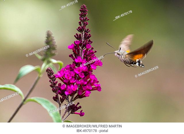 Hummingbird hawk-moth (Macroglossum stellatarum), flying, collects nectar at butterfly-bush (Buddleja davidii), Hesse, Germany, Europe