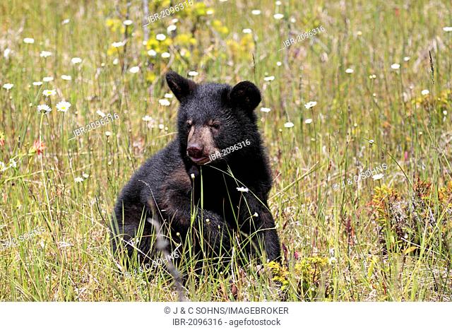 American Black Bear (Ursus americanus), cub, six months, Montana, USA, North America