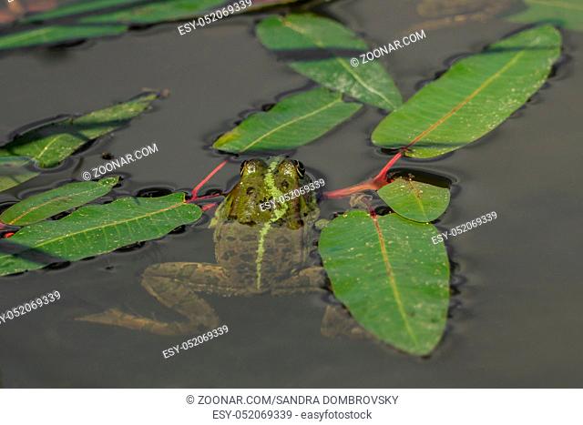 Frog in the water between leaves