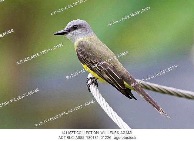 Tropical Kingbird perched at wire Tobago, Tropical Kingbird, Tyrannus melancholicus