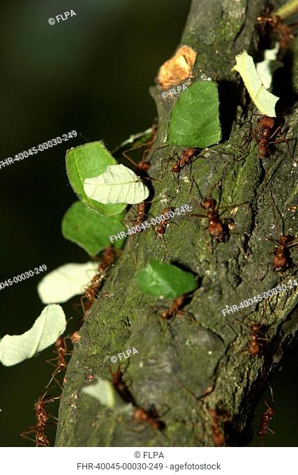 Leaf-cutting Ant Atta cephalotes Group transporting food