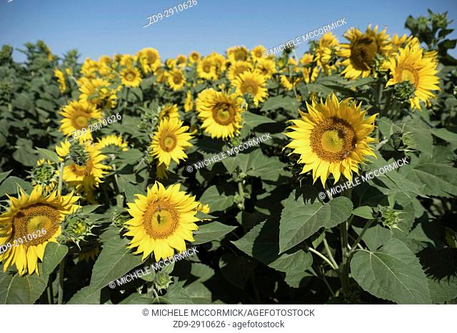 California fields lush with sunflowers in the summer