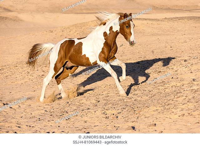 American Paint Horse. Tobiano stallion galloping in the desert. Egypt