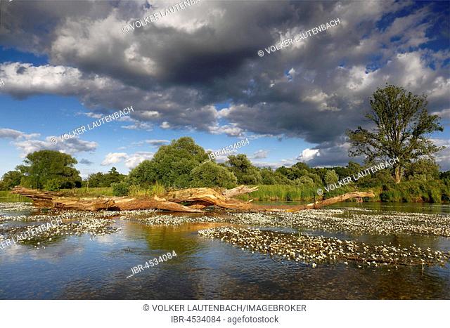 River water-crowfoot (Ranunculus fluitans), river basin near Dessau, biosphere reserve Middle Elbe, Saxony-Anhalt, Germany