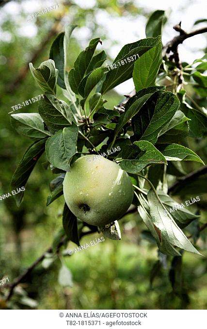 detail of apple tree with ripe fruit and leaves Rondeño Malaus communis