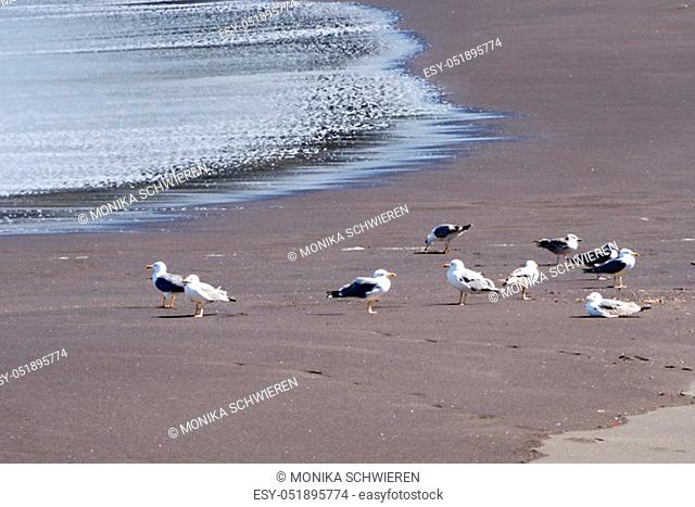 Detail of a dark gray fine lava sand beach with flowing water of the Atlantic on Tenerife. A flock of gulls run on the sand. The water shines silvery
