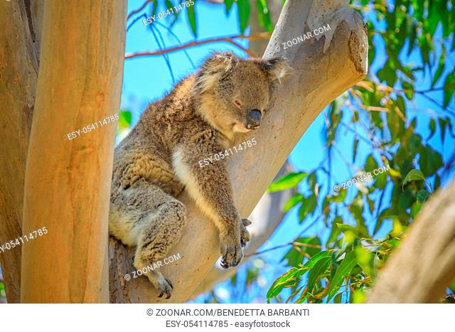 Close up of adult male koala, Phascolarctos cinereus, sleeps lying on branch of eucalyptus in Yanchep National Park in Western Australia