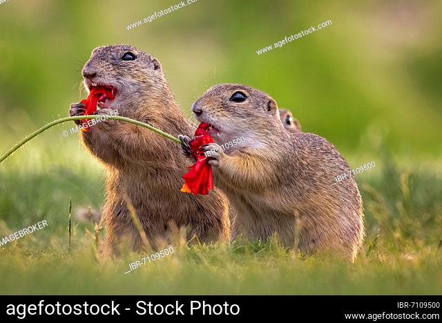 European ground squirrel (Spermophilus citellus) feeding on poppy flowers, foraging, pair, Kiskunsag National Park, Hungary, Europe