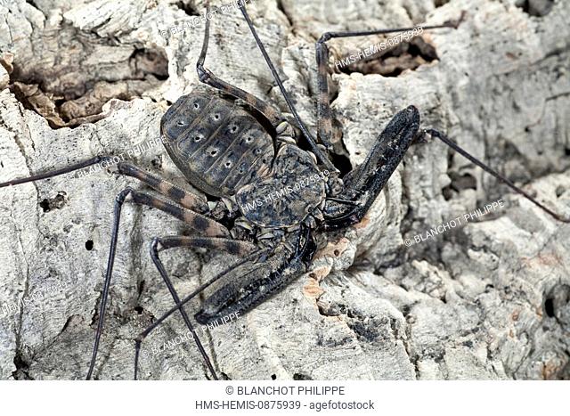 Togo, Arachnida, Amblypygi, Phrynichidae, (Damon medius)