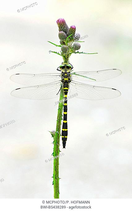 golden-ringed dragonfly (Cordulegaster boltoni, Cordulegaster boltonii, Cordulegaster annulatus), sitting at a marsh thistle, Germany