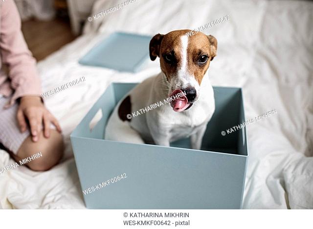 Portrait of Jack Russel Terrier sitting in a cardboard box