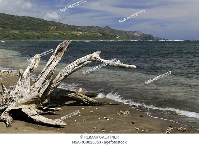 Driftwood on Waihee Beach West Maui