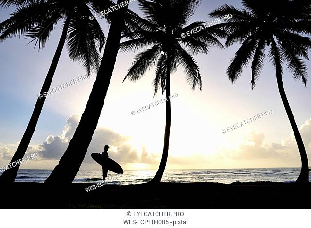 Dominican Rebublic, silhouette of palms and man with surfboard at sunset