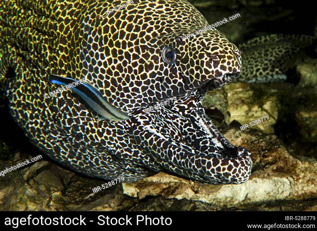 Honeycomb moray (Gymnothorax favagineus), adult with open mouth, with a blue stripe cleaner wrasse (labroides dimidiatus), South Africa, Africa