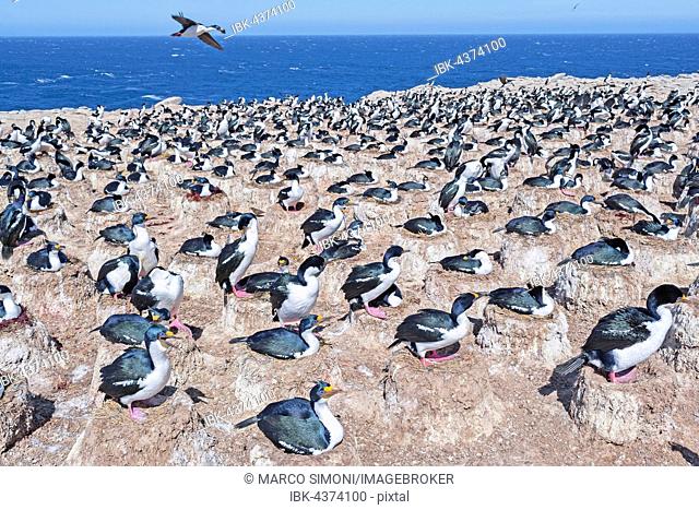 King cormorants, Imperial shags (Phalacrocorax atriceps), colony, South Atlantic, Falkland Islands