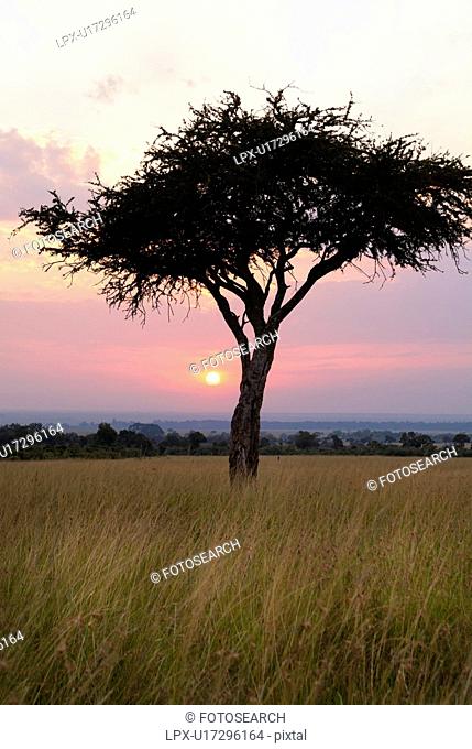 Sunrise on the Mara: single acacia in long dry grass, silhouetted with rising sun and skyscape, Maasai Mara, Kenya