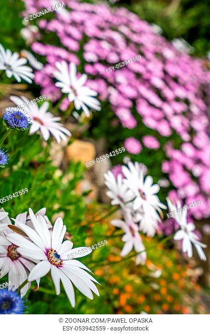Beautiful white and violet daisy flowers on a green meadow in summer