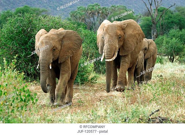 African elephants - herd / Loxodonta africana