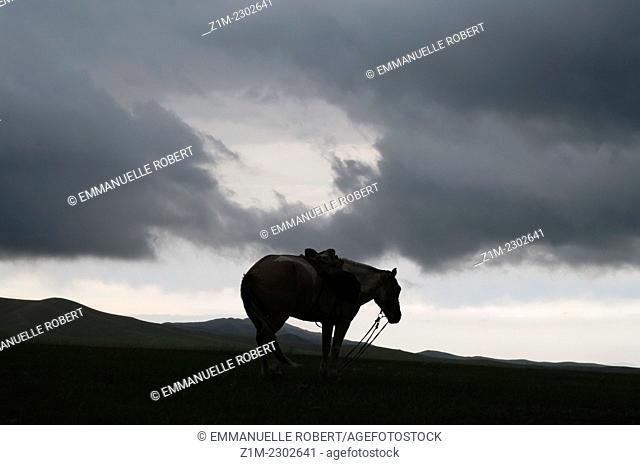 Horse in mongol steppe, Orkhon Valley, Mongolia, Asia