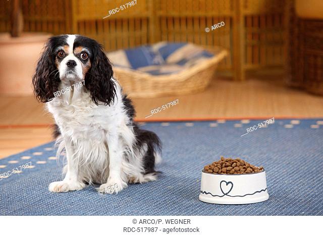 Cavalier King Charles Spaniel, bitch, tricolour, 9 1/2 years, full feeding bowl, lack of appetite