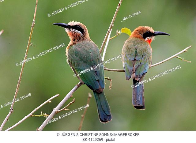 White-fronted Bee-eaters (Merops bullockoides), adult pair, perched, Kruger National Park, South Africa