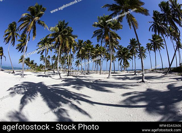 Sandy Beach in Belize, Turneffe Atoll, Caribbean, Belize